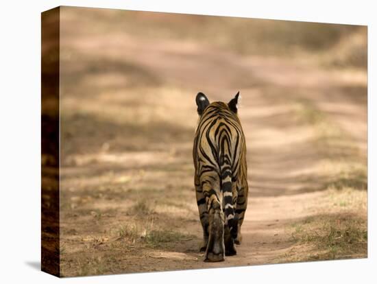 Bengal Tiger, Panthera Tigris Tigris, Bandhavgarh National Park, Madhya Pradesh, India, Asia-Thorsten Milse-Stretched Canvas