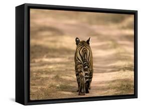 Bengal Tiger, Panthera Tigris Tigris, Bandhavgarh National Park, Madhya Pradesh, India, Asia-Thorsten Milse-Framed Stretched Canvas