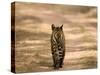 Bengal Tiger, Panthera Tigris Tigris, Bandhavgarh National Park, Madhya Pradesh, India, Asia-Thorsten Milse-Stretched Canvas