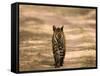 Bengal Tiger, Panthera Tigris Tigris, Bandhavgarh National Park, Madhya Pradesh, India, Asia-Thorsten Milse-Framed Stretched Canvas