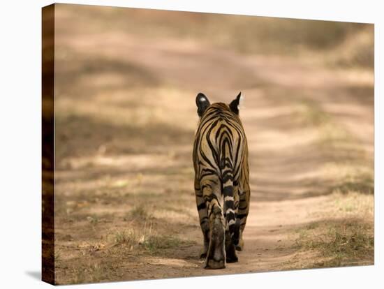 Bengal Tiger, Panthera Tigris Tigris, Bandhavgarh National Park, Madhya Pradesh, India, Asia-Thorsten Milse-Stretched Canvas