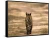 Bengal Tiger, Panthera Tigris Tigris, Bandhavgarh National Park, Madhya Pradesh, India, Asia-Thorsten Milse-Framed Stretched Canvas