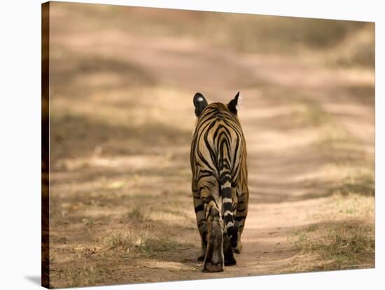 Bengal Tiger, Panthera Tigris Tigris, Bandhavgarh National Park, Madhya Pradesh, India, Asia-Thorsten Milse-Stretched Canvas