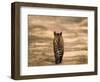 Bengal Tiger, Panthera Tigris Tigris, Bandhavgarh National Park, Madhya Pradesh, India, Asia-Thorsten Milse-Framed Photographic Print