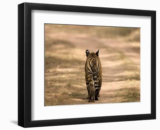 Bengal Tiger, Panthera Tigris Tigris, Bandhavgarh National Park, Madhya Pradesh, India, Asia-Thorsten Milse-Framed Photographic Print