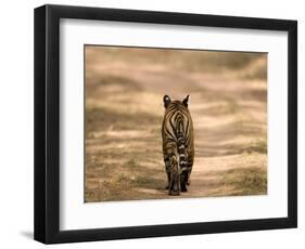 Bengal Tiger, Panthera Tigris Tigris, Bandhavgarh National Park, Madhya Pradesh, India, Asia-Thorsten Milse-Framed Photographic Print