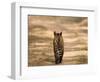 Bengal Tiger, Panthera Tigris Tigris, Bandhavgarh National Park, Madhya Pradesh, India, Asia-Thorsten Milse-Framed Photographic Print