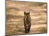 Bengal Tiger, Panthera Tigris Tigris, Bandhavgarh National Park, Madhya Pradesh, India, Asia-Thorsten Milse-Mounted Photographic Print