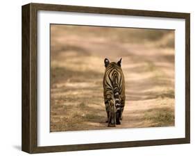 Bengal Tiger, Panthera Tigris Tigris, Bandhavgarh National Park, Madhya Pradesh, India, Asia-Thorsten Milse-Framed Photographic Print