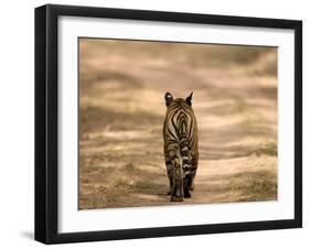 Bengal Tiger, Panthera Tigris Tigris, Bandhavgarh National Park, Madhya Pradesh, India, Asia-Thorsten Milse-Framed Photographic Print