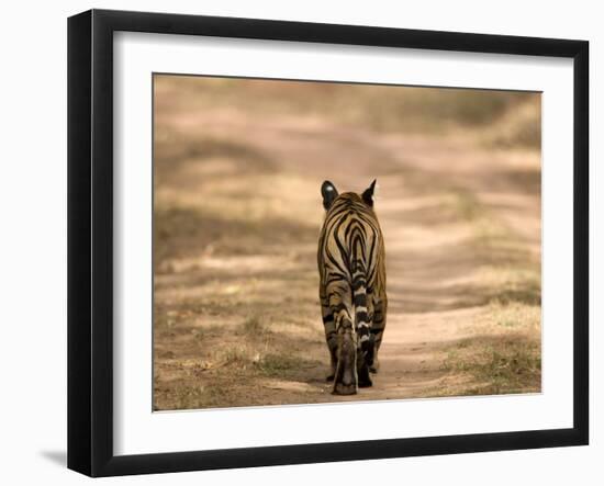 Bengal Tiger, Panthera Tigris Tigris, Bandhavgarh National Park, Madhya Pradesh, India, Asia-Thorsten Milse-Framed Photographic Print