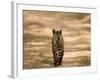 Bengal Tiger, Panthera Tigris Tigris, Bandhavgarh National Park, Madhya Pradesh, India, Asia-Thorsten Milse-Framed Photographic Print