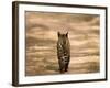 Bengal Tiger, Panthera Tigris Tigris, Bandhavgarh National Park, Madhya Pradesh, India, Asia-Thorsten Milse-Framed Photographic Print