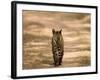 Bengal Tiger, Panthera Tigris Tigris, Bandhavgarh National Park, Madhya Pradesh, India, Asia-Thorsten Milse-Framed Photographic Print