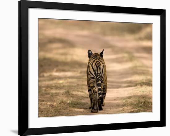 Bengal Tiger, Panthera Tigris Tigris, Bandhavgarh National Park, Madhya Pradesh, India, Asia-Thorsten Milse-Framed Photographic Print