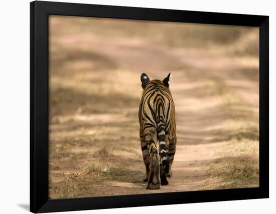 Bengal Tiger, Panthera Tigris Tigris, Bandhavgarh National Park, Madhya Pradesh, India, Asia-Thorsten Milse-Framed Photographic Print