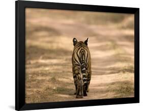 Bengal Tiger, Panthera Tigris Tigris, Bandhavgarh National Park, Madhya Pradesh, India, Asia-Thorsten Milse-Framed Photographic Print