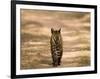 Bengal Tiger, Panthera Tigris Tigris, Bandhavgarh National Park, Madhya Pradesh, India, Asia-Thorsten Milse-Framed Photographic Print