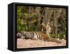 Bengal Tiger, Panthera Tigris Tigris, Bandhavgarh National Park, Madhya Pradesh, India, Asia-Thorsten Milse-Framed Stretched Canvas