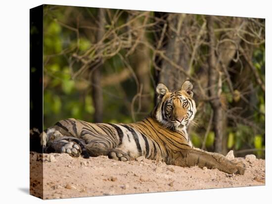 Bengal Tiger, Panthera Tigris Tigris, Bandhavgarh National Park, Madhya Pradesh, India, Asia-Thorsten Milse-Stretched Canvas