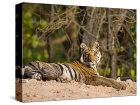 Bengal Tiger, Panthera Tigris Tigris, Bandhavgarh National Park, Madhya Pradesh, India, Asia-Thorsten Milse-Stretched Canvas