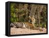 Bengal Tiger, Panthera Tigris Tigris, Bandhavgarh National Park, Madhya Pradesh, India, Asia-Thorsten Milse-Framed Stretched Canvas