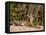 Bengal Tiger, Panthera Tigris Tigris, Bandhavgarh National Park, Madhya Pradesh, India, Asia-Thorsten Milse-Framed Stretched Canvas