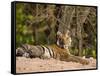 Bengal Tiger, Panthera Tigris Tigris, Bandhavgarh National Park, Madhya Pradesh, India, Asia-Thorsten Milse-Framed Stretched Canvas