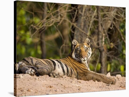 Bengal Tiger, Panthera Tigris Tigris, Bandhavgarh National Park, Madhya Pradesh, India, Asia-Thorsten Milse-Stretched Canvas