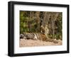 Bengal Tiger, Panthera Tigris Tigris, Bandhavgarh National Park, Madhya Pradesh, India, Asia-Thorsten Milse-Framed Photographic Print