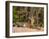 Bengal Tiger, Panthera Tigris Tigris, Bandhavgarh National Park, Madhya Pradesh, India, Asia-Thorsten Milse-Framed Photographic Print