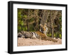 Bengal Tiger, Panthera Tigris Tigris, Bandhavgarh National Park, Madhya Pradesh, India, Asia-Thorsten Milse-Framed Photographic Print