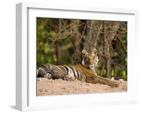 Bengal Tiger, Panthera Tigris Tigris, Bandhavgarh National Park, Madhya Pradesh, India, Asia-Thorsten Milse-Framed Photographic Print