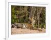 Bengal Tiger, Panthera Tigris Tigris, Bandhavgarh National Park, Madhya Pradesh, India, Asia-Thorsten Milse-Framed Photographic Print