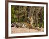 Bengal Tiger, Panthera Tigris Tigris, Bandhavgarh National Park, Madhya Pradesh, India, Asia-Thorsten Milse-Framed Photographic Print