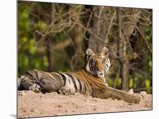 Bengal Tiger, Panthera Tigris Tigris, Bandhavgarh National Park, Madhya Pradesh, India, Asia-Thorsten Milse-Mounted Photographic Print