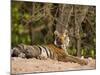 Bengal Tiger, Panthera Tigris Tigris, Bandhavgarh National Park, Madhya Pradesh, India, Asia-Thorsten Milse-Mounted Photographic Print