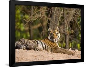 Bengal Tiger, Panthera Tigris Tigris, Bandhavgarh National Park, Madhya Pradesh, India, Asia-Thorsten Milse-Framed Photographic Print