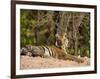 Bengal Tiger, Panthera Tigris Tigris, Bandhavgarh National Park, Madhya Pradesh, India, Asia-Thorsten Milse-Framed Photographic Print