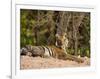 Bengal Tiger, Panthera Tigris Tigris, Bandhavgarh National Park, Madhya Pradesh, India, Asia-Thorsten Milse-Framed Photographic Print