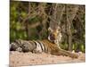 Bengal Tiger, Panthera Tigris Tigris, Bandhavgarh National Park, Madhya Pradesh, India, Asia-Thorsten Milse-Mounted Photographic Print