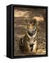 Bengal Tiger, Panthera Tigris Tigris, Bandhavgarh National Park, Madhya Pradesh, India, Asia-Thorsten Milse-Framed Stretched Canvas