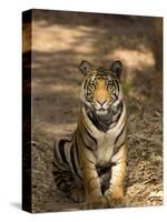 Bengal Tiger, Panthera Tigris Tigris, Bandhavgarh National Park, Madhya Pradesh, India, Asia-Thorsten Milse-Stretched Canvas