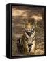 Bengal Tiger, Panthera Tigris Tigris, Bandhavgarh National Park, Madhya Pradesh, India, Asia-Thorsten Milse-Framed Stretched Canvas