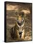 Bengal Tiger, Panthera Tigris Tigris, Bandhavgarh National Park, Madhya Pradesh, India, Asia-Thorsten Milse-Framed Stretched Canvas