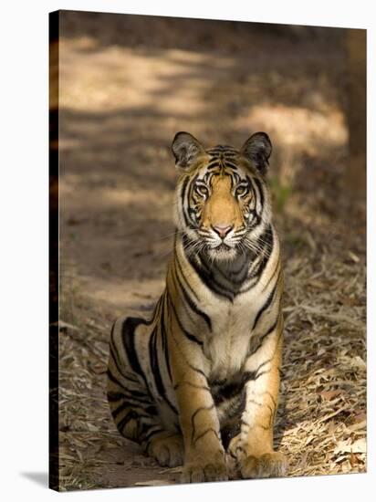 Bengal Tiger, Panthera Tigris Tigris, Bandhavgarh National Park, Madhya Pradesh, India, Asia-Thorsten Milse-Stretched Canvas