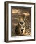 Bengal Tiger, Panthera Tigris Tigris, Bandhavgarh National Park, Madhya Pradesh, India, Asia-Thorsten Milse-Framed Photographic Print