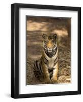 Bengal Tiger, Panthera Tigris Tigris, Bandhavgarh National Park, Madhya Pradesh, India, Asia-Thorsten Milse-Framed Photographic Print