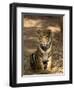 Bengal Tiger, Panthera Tigris Tigris, Bandhavgarh National Park, Madhya Pradesh, India, Asia-Thorsten Milse-Framed Photographic Print