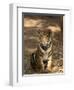 Bengal Tiger, Panthera Tigris Tigris, Bandhavgarh National Park, Madhya Pradesh, India, Asia-Thorsten Milse-Framed Photographic Print